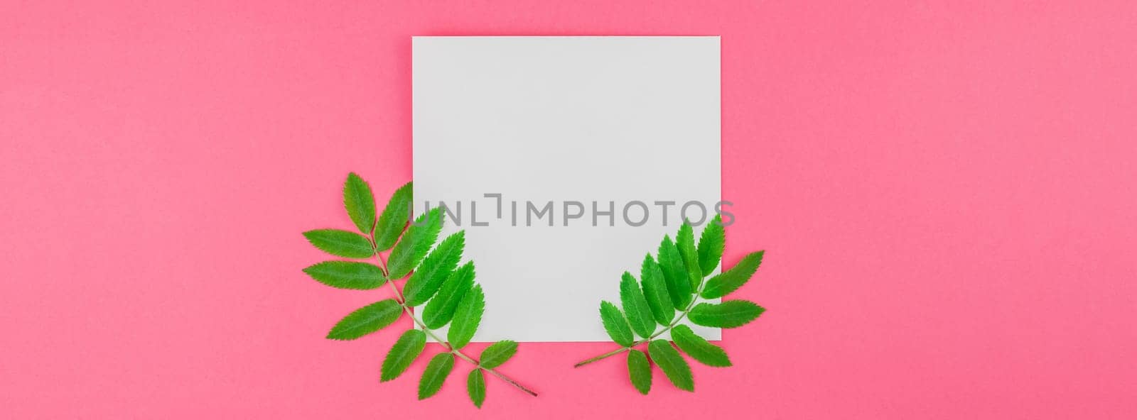 Creative flat lay top view white letter mock up with fresh green rowan tree leaves on bright pink background with copy space in minimal duotone pop art style, template for text. Long wide banner