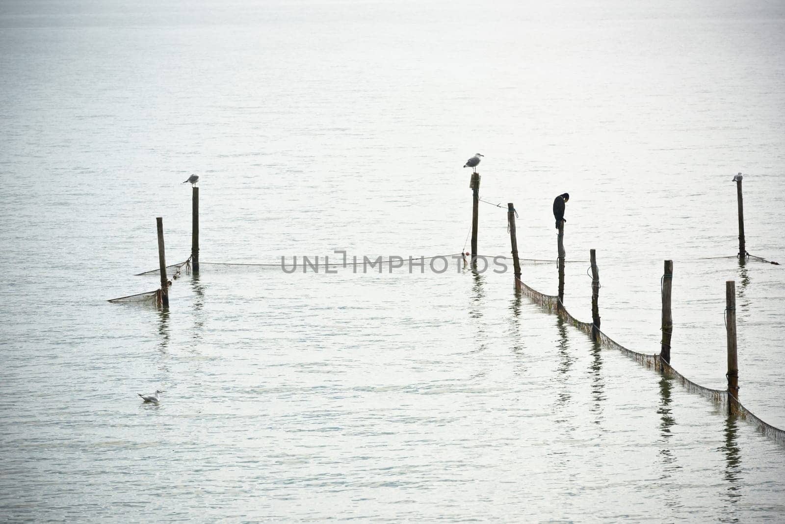 Northern Sea landscape: still water and birds on wooden posts
