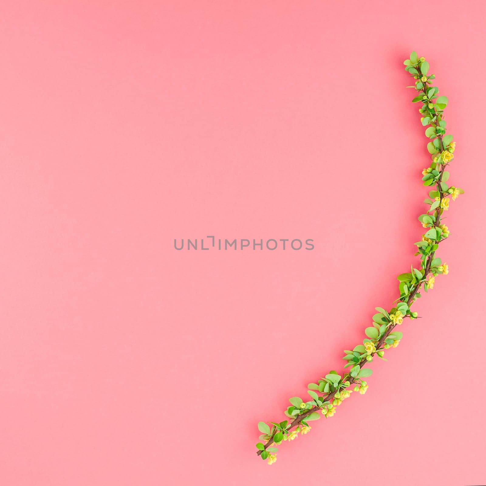 Creative flat lay concept top view of spring blossoming barberry branch with green leaves, barbs and yellow flowers on square pastel color paper background with copy space in minimal template frame