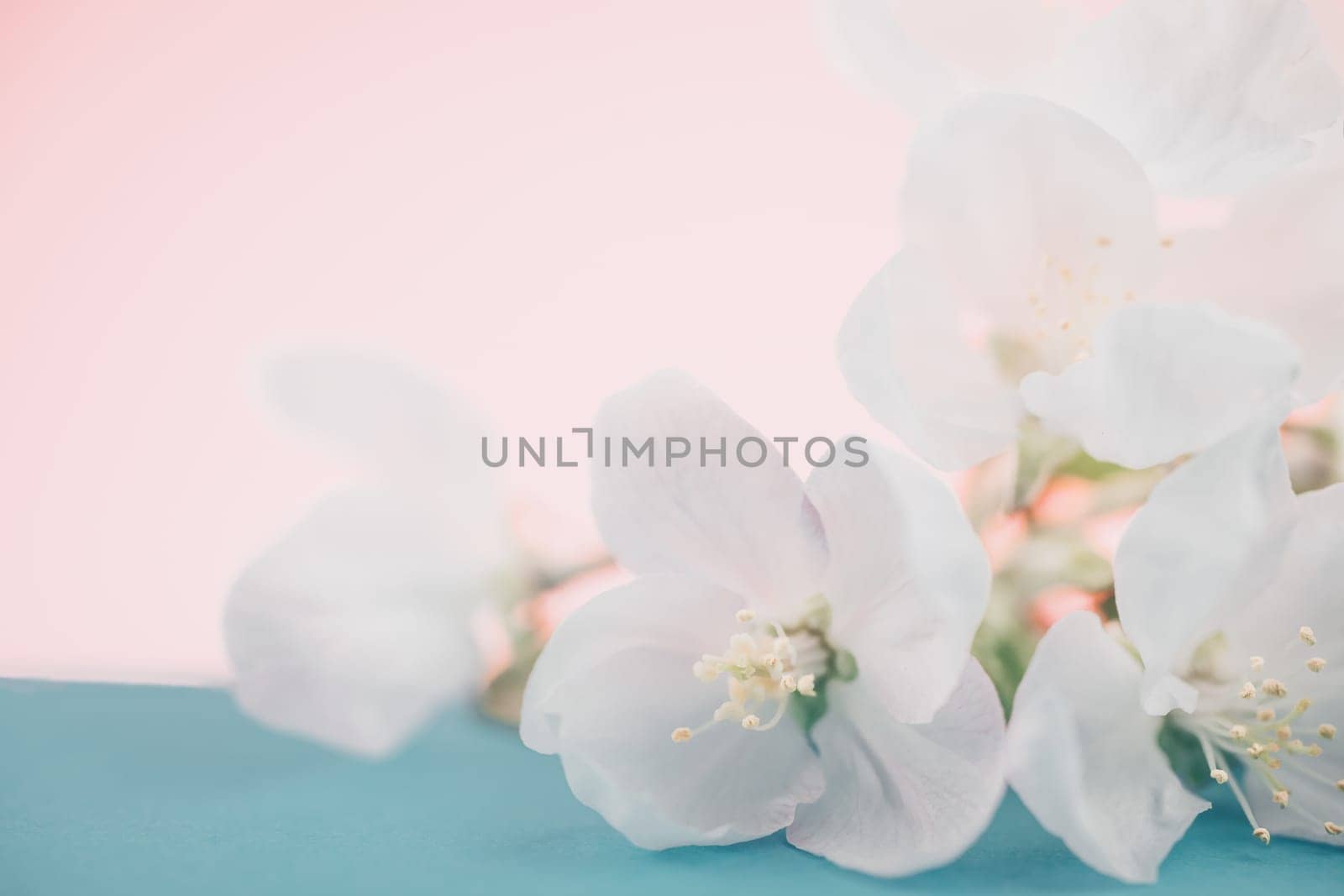 Apple blossoms over blurred color background. Spring flowers creative macro image with bokeh. Shallow depth of field. Spa and wellness concept