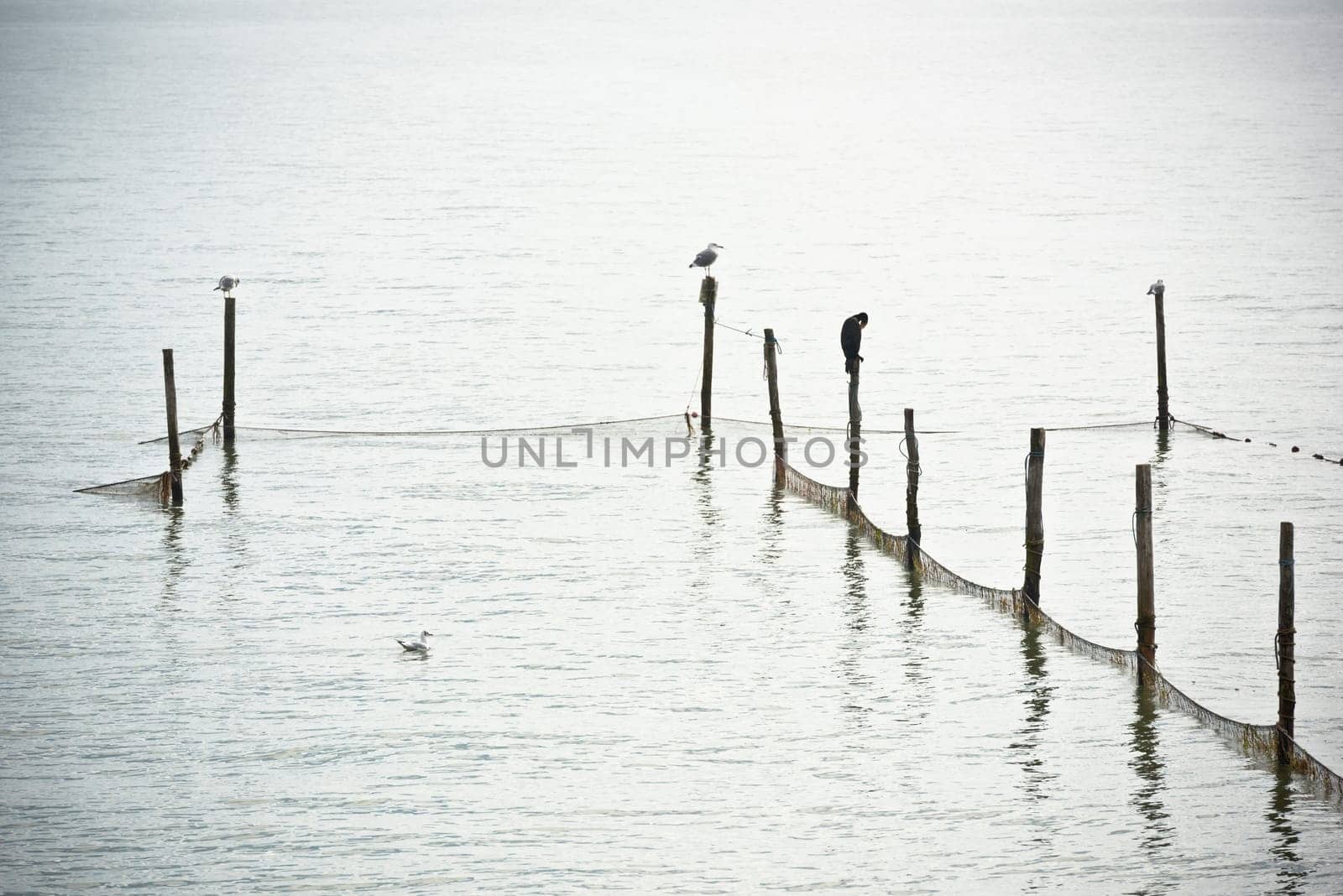 Northern Sea landscape: still water and birds on wooden posts