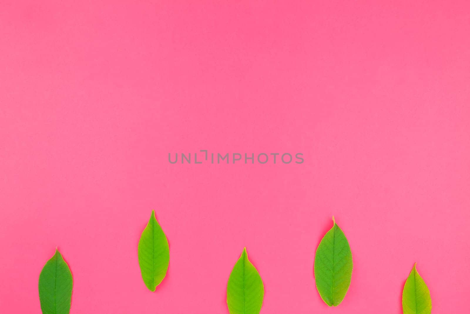 Creative flat lay top view pattern with fresh green leaves on bright pink background with copy space in minimal pop art style, template for text
