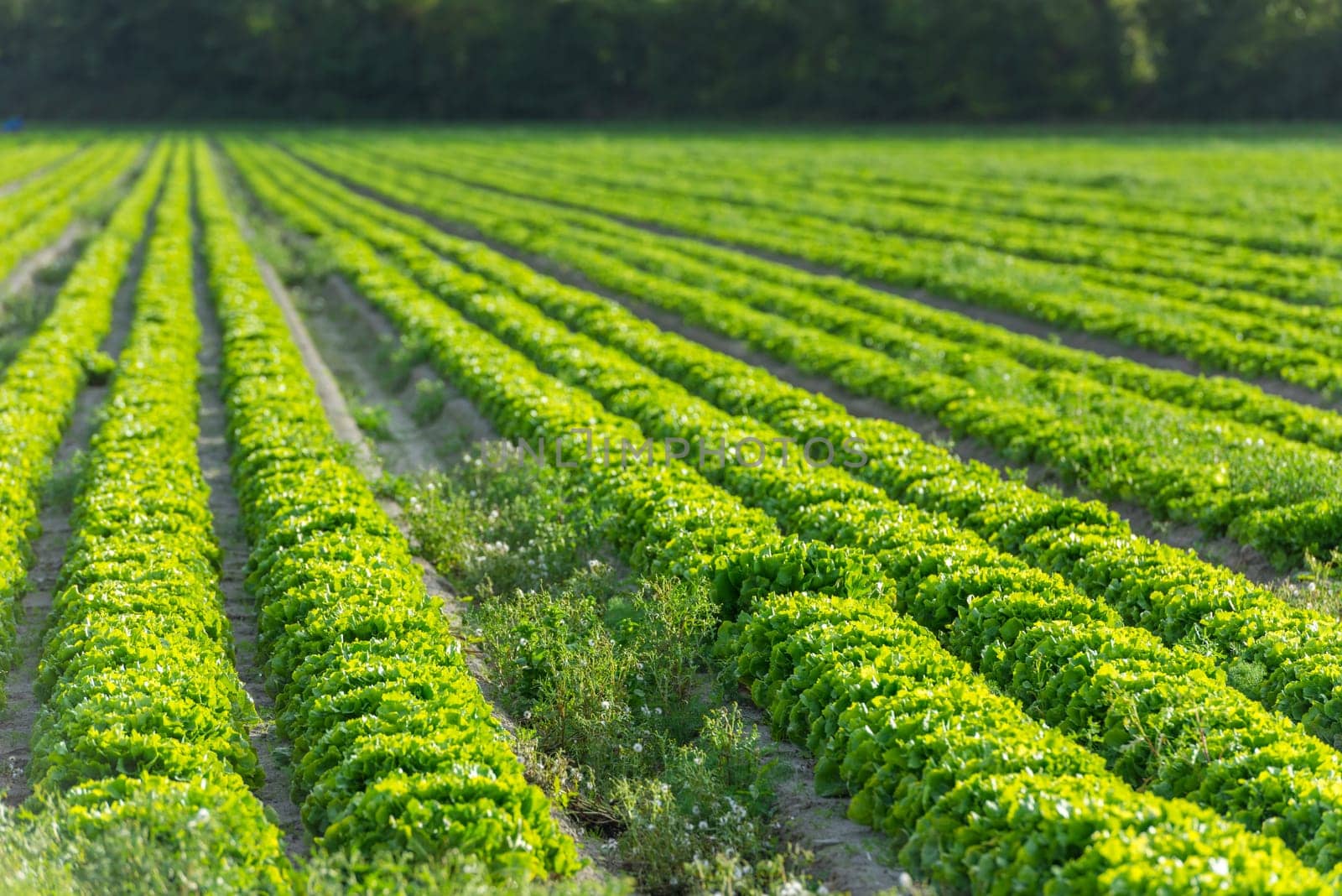 Cultivated field: fresh green salad bed rows. Shot with a selective focus