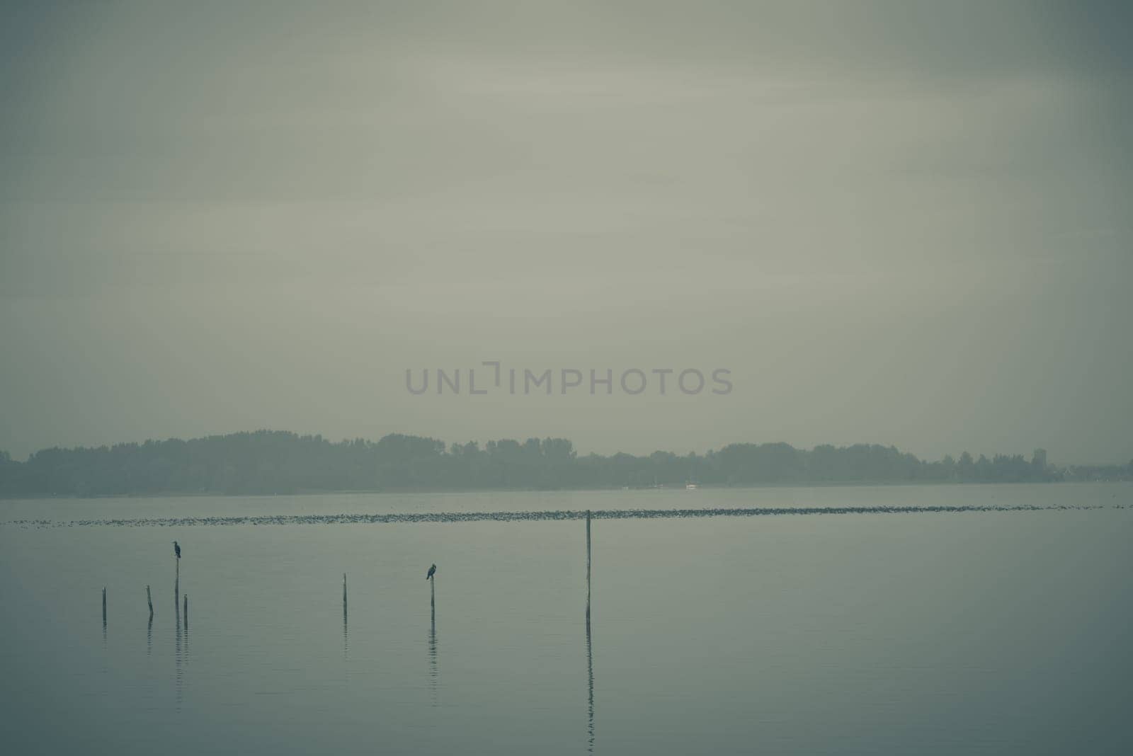Northern Sea landscape: still water and birds on wooden posts. Toned image