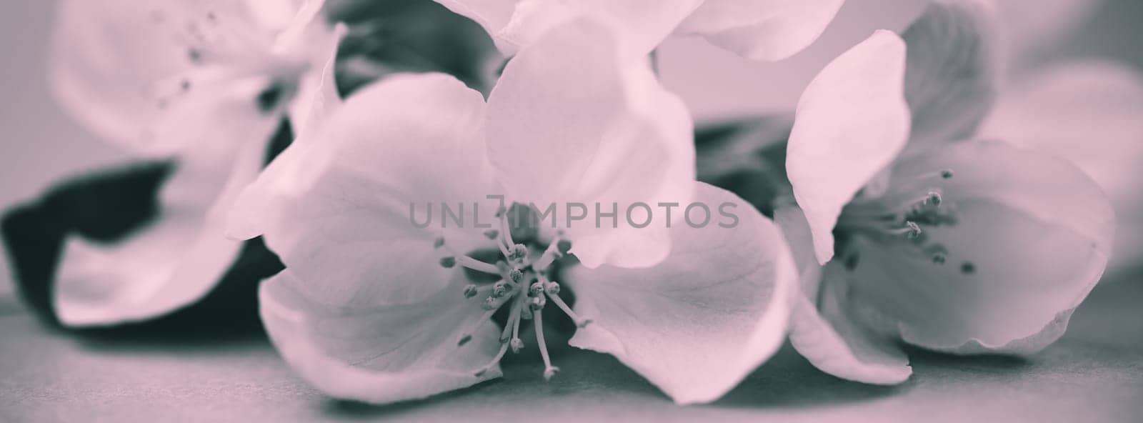 Apple blossoms over blurred bw background. Spring flowers creative macro image with bokeh. Shallow depth of field. Long wide banner