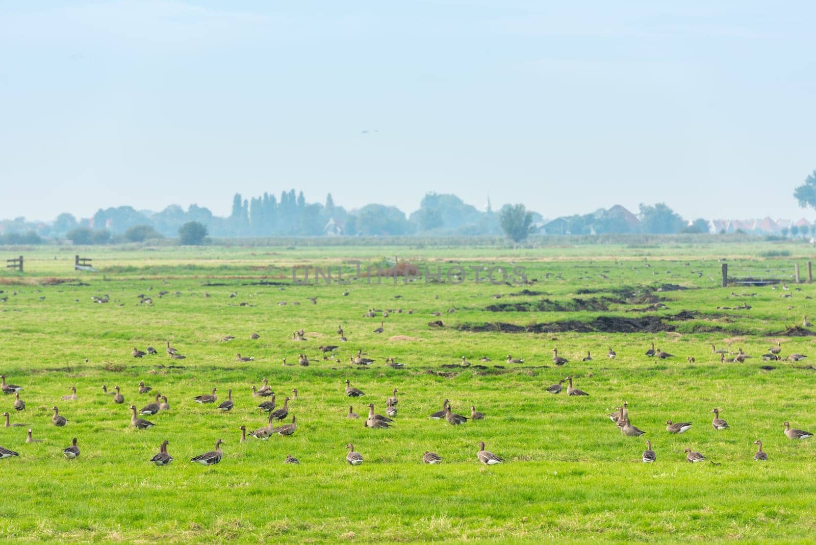 Lots of wild geese searching food on the meadow in Netherlands