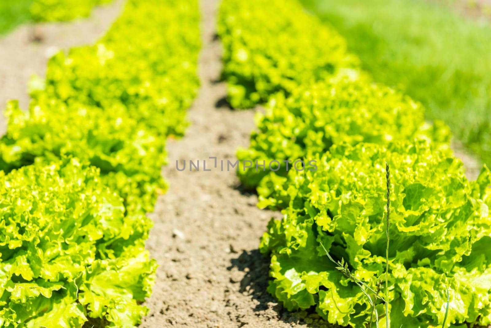 Cultivated field: fresh green salad bed rows. Shot with a selective focus