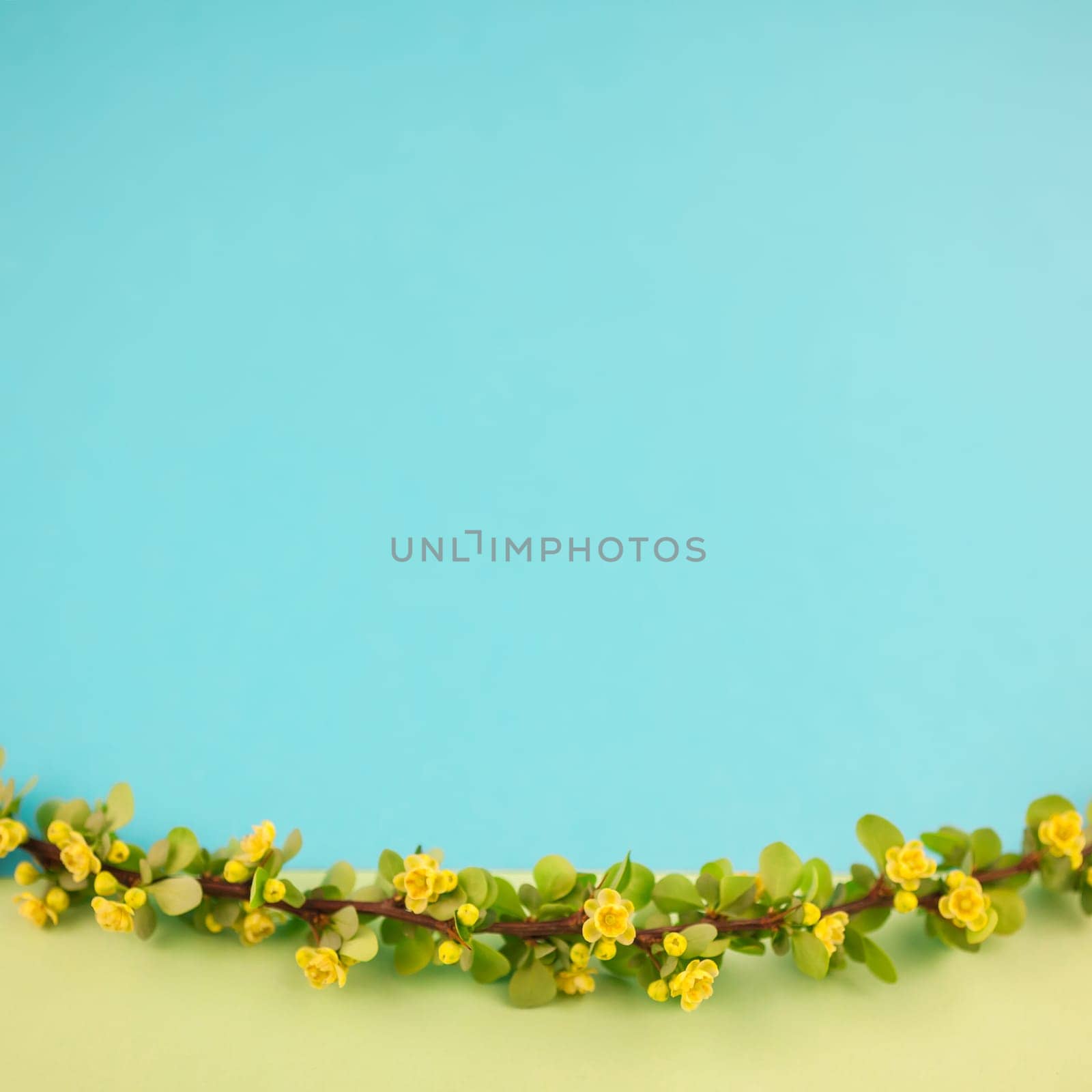 Spring blossoming barberry branch with green leaves, barbs and yellow flowers on square pastel color paper background with copy space in minimal style, template for text or design