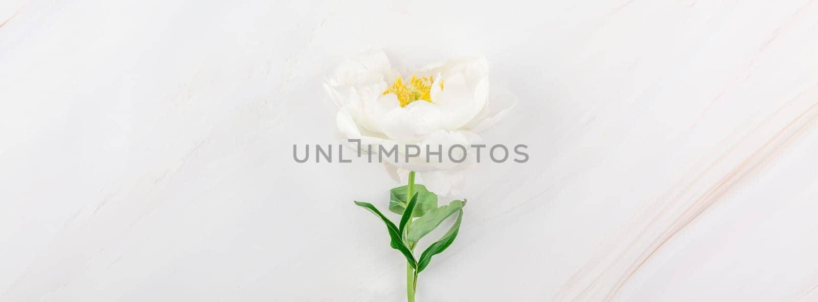 Beautiful blooming white peony flowers on marble background with copy space in minimal style, template for your design. Wedding invitation and celebration greeting concept. Long wide banner