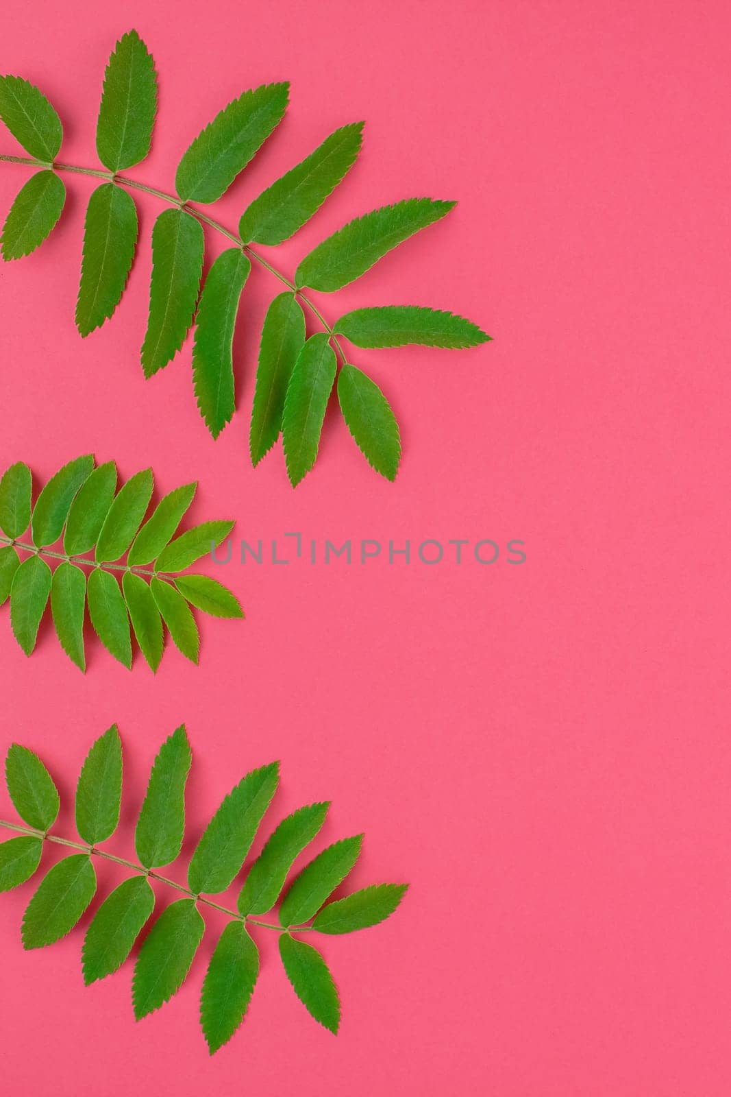 Creative flat lay top view pattern with fresh green rowan tree leaves on bright pink background with copy space in minimal duotone pop art style, frame template for text