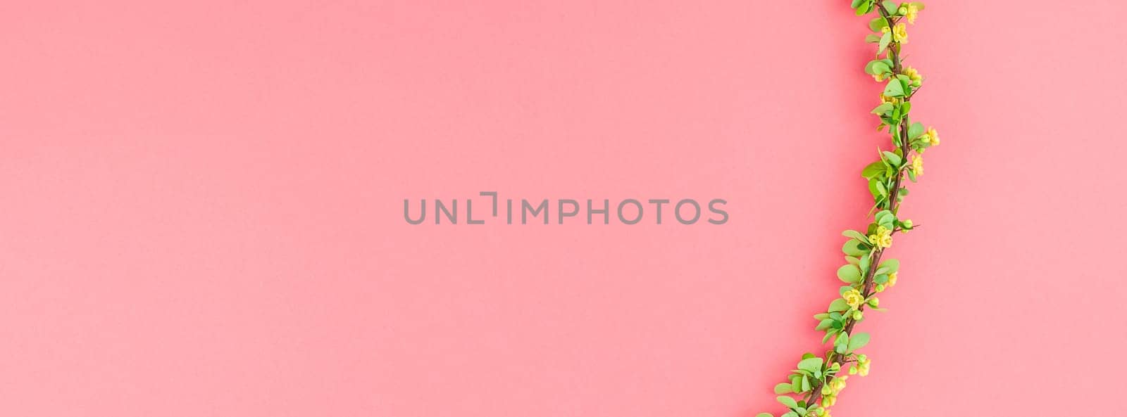 Creative flat lay concept top view of spring blossoming barberry branch with green leaves, barbs and yellow flowers on pastel color paper background with copy space in minimal style, long wide banner
