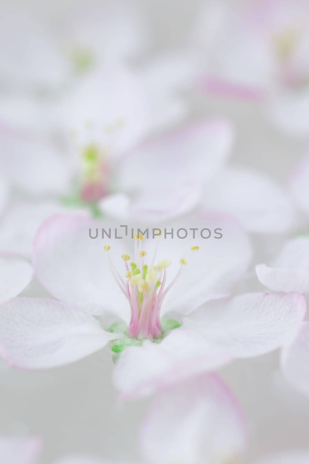 Close up of white spring blossoming apple tree flowers floating in aroma bowl of water. Spa and wellness concept