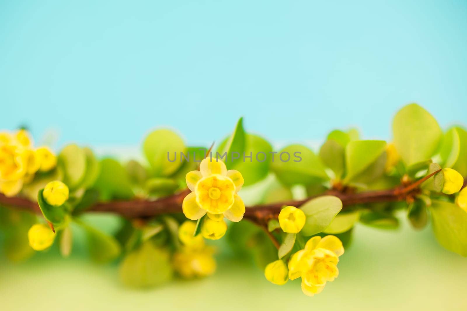 Spring blossoming barberry branch with green leaves, barbs and yellow flowers on pastel color paper background with copy space in minimal style, template for text