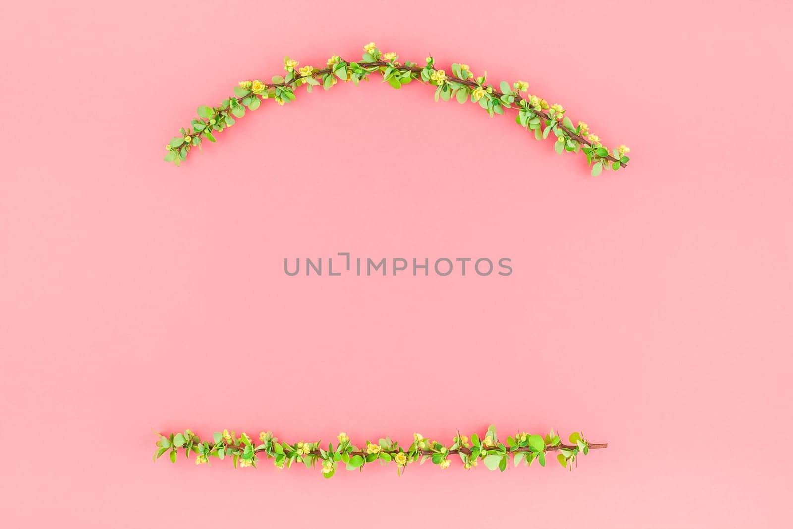 Creative flat lay concept top view of spring blossoming barberry branch with green leaves, barbs and yellow flowers on pastel color paper background with copy space in minimal style, template frame