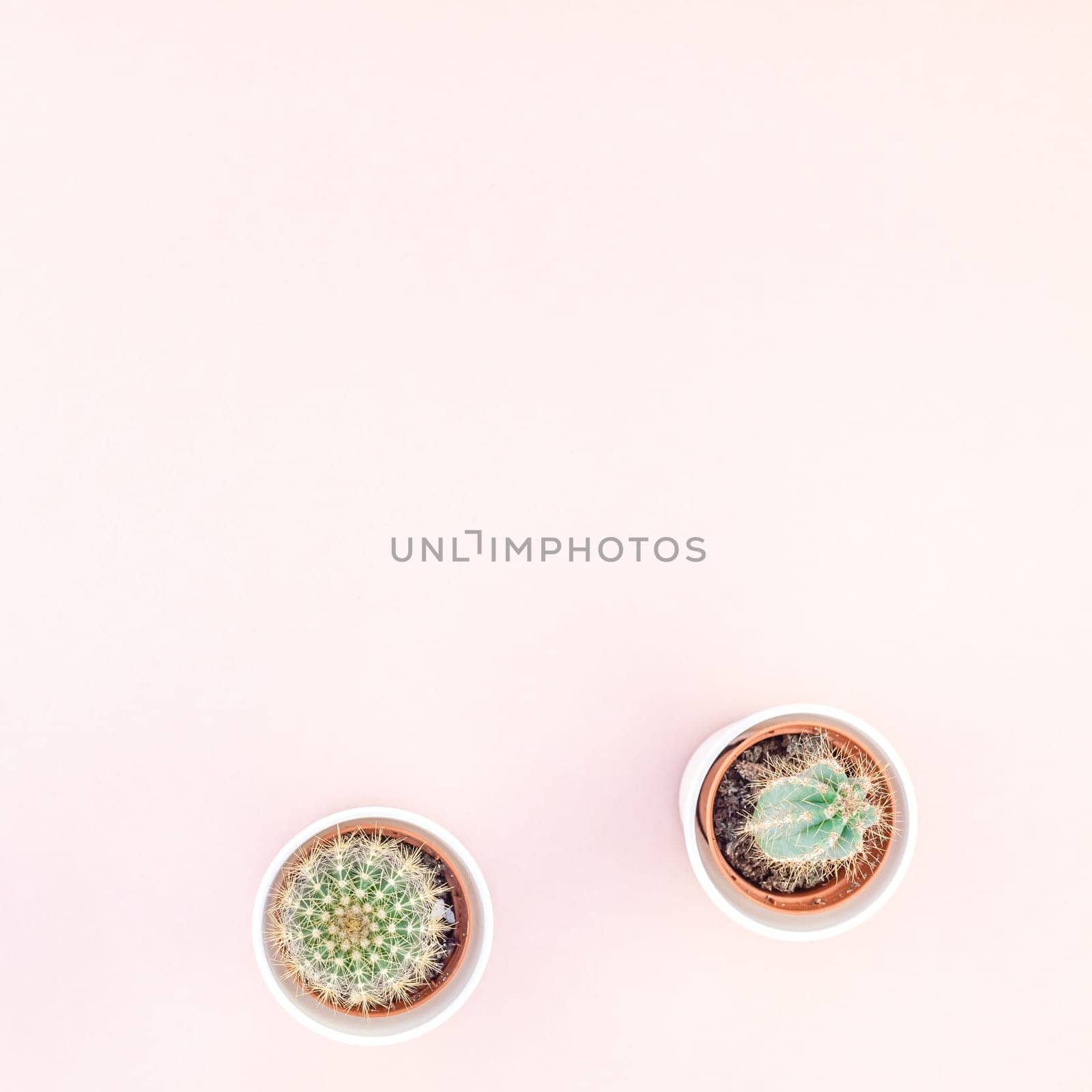 Square flat lay overhead top view small pots with decorative cactuses plants with copy space on millennial pink paper background in minimalism style. Trendy template for feminine blog, social media