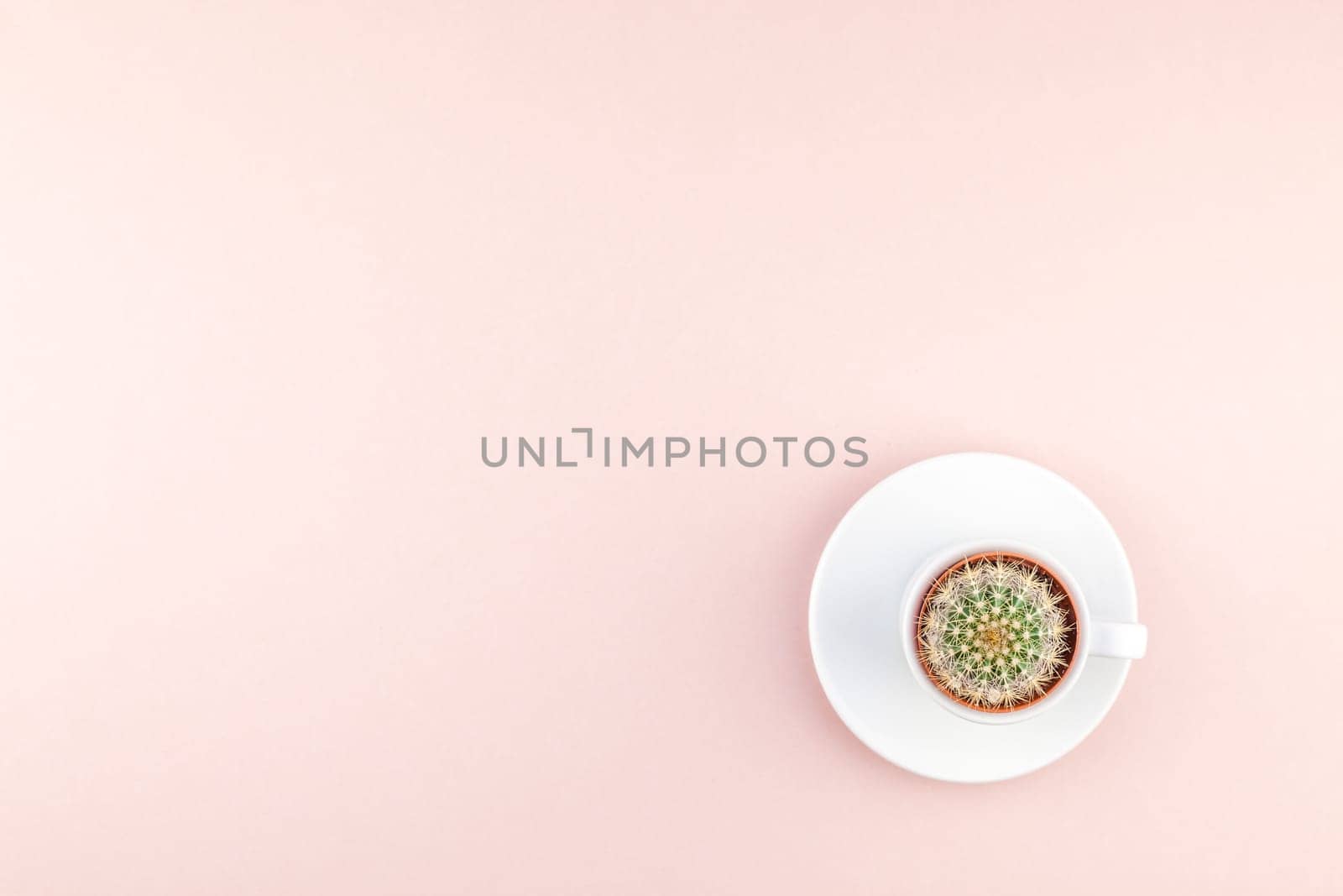 Creative flat lay overhead top view small pot with decorative cactus plant in cup with copy space millennial pink paper background in minimalism style. Trendy template for feminine blog social media