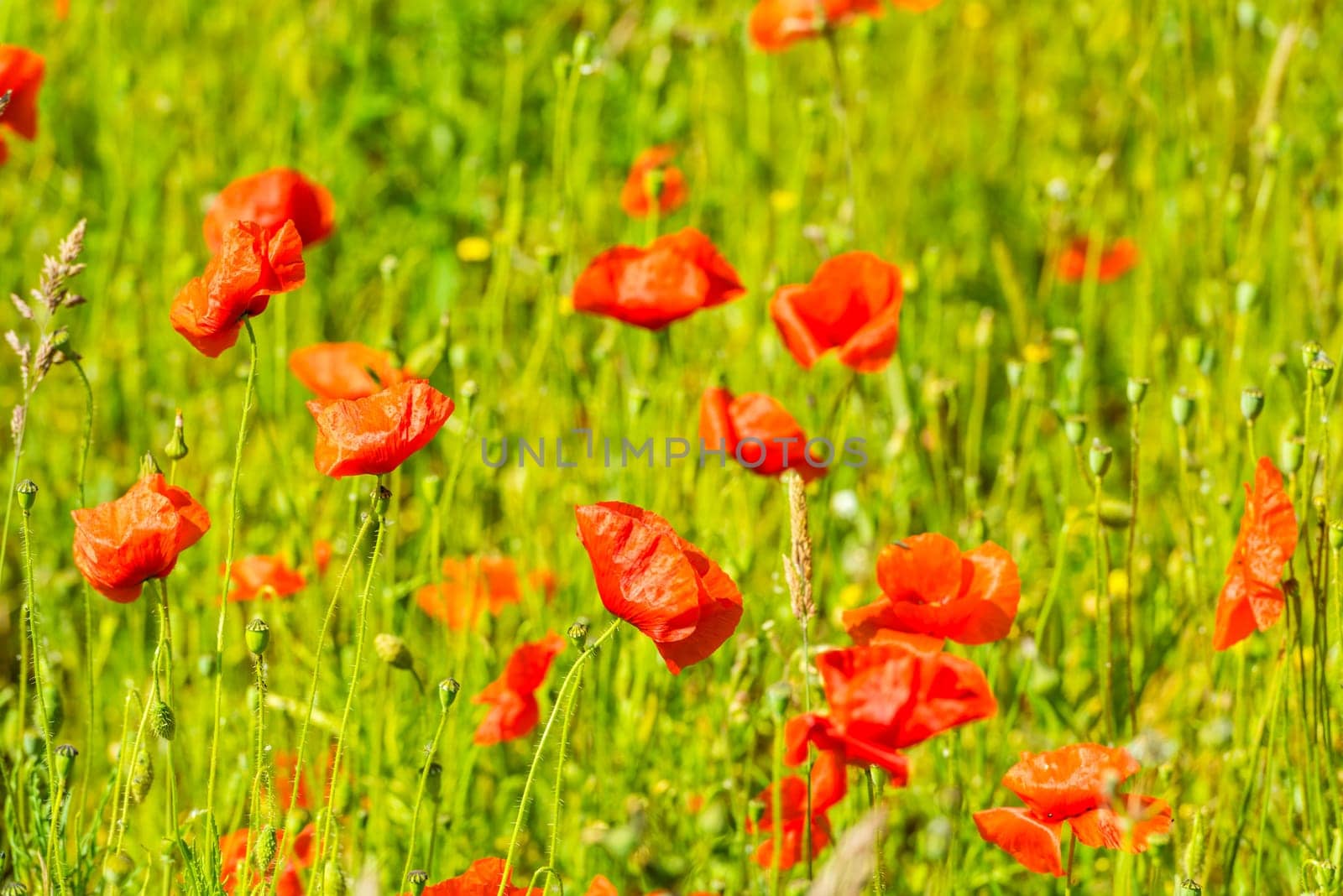 Red poppies in a summer meadow on sunny day. Horizontal shot