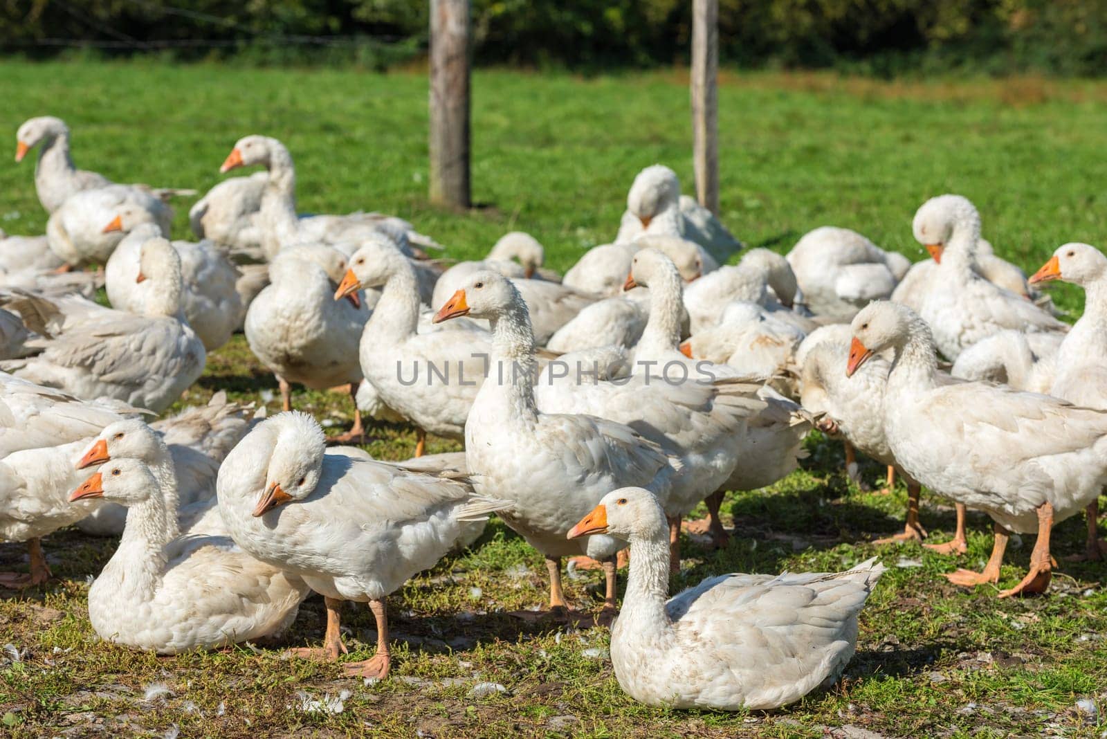 Geese gaggle grazing on green grass on farm