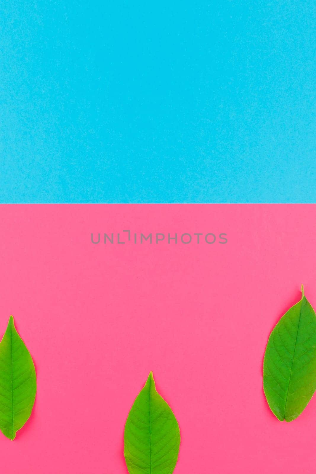 Creative flat lay top view pattern with fresh green leaves on bright pink and blue background with copy space in minimal pop art style, template for text