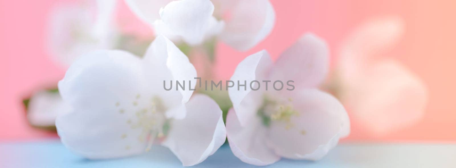 Apple blossoms over blurred color background. Spring flowers creative macro image with bokeh. Shallow depth of field. Spa and wellness concept. Long wide banner