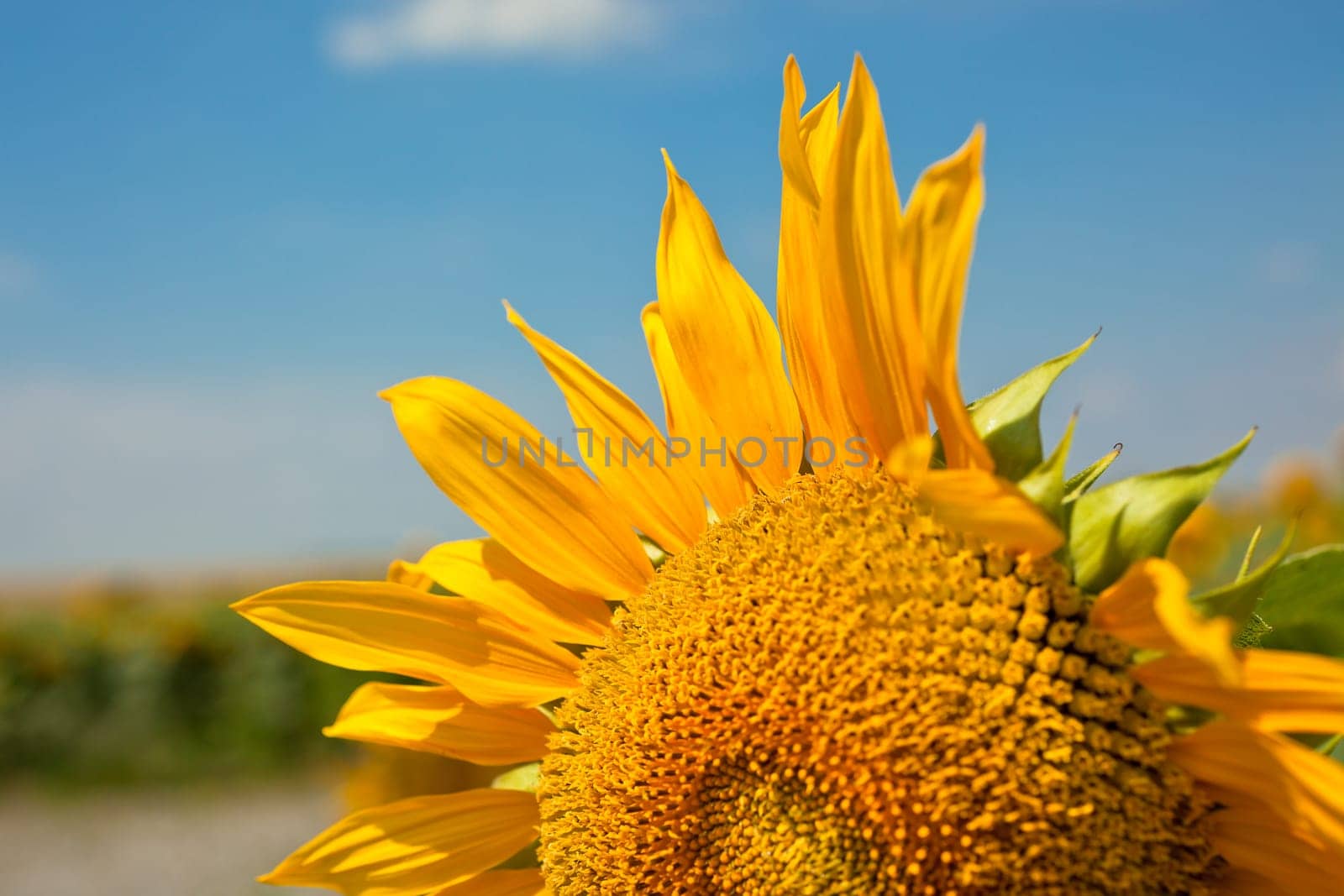 Sunflower Close Up. Bright Blue Sky. Horizontal shot