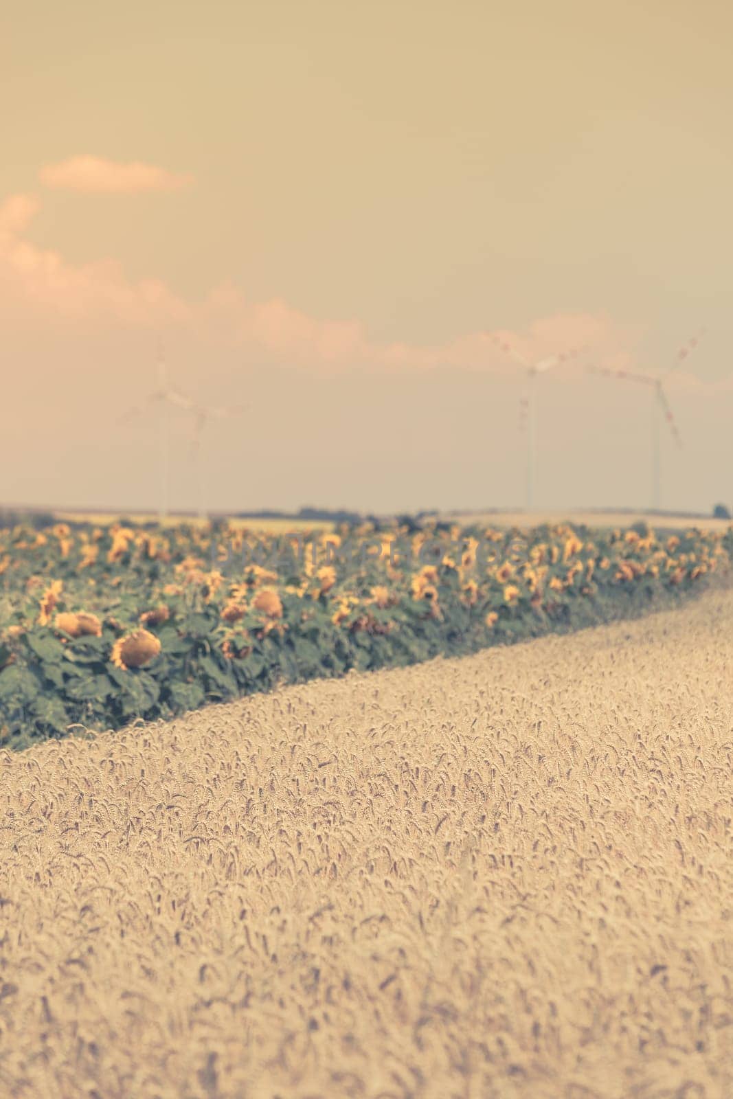 Cereal and Sunflowers Fields view. Filtered shot with a selective focus