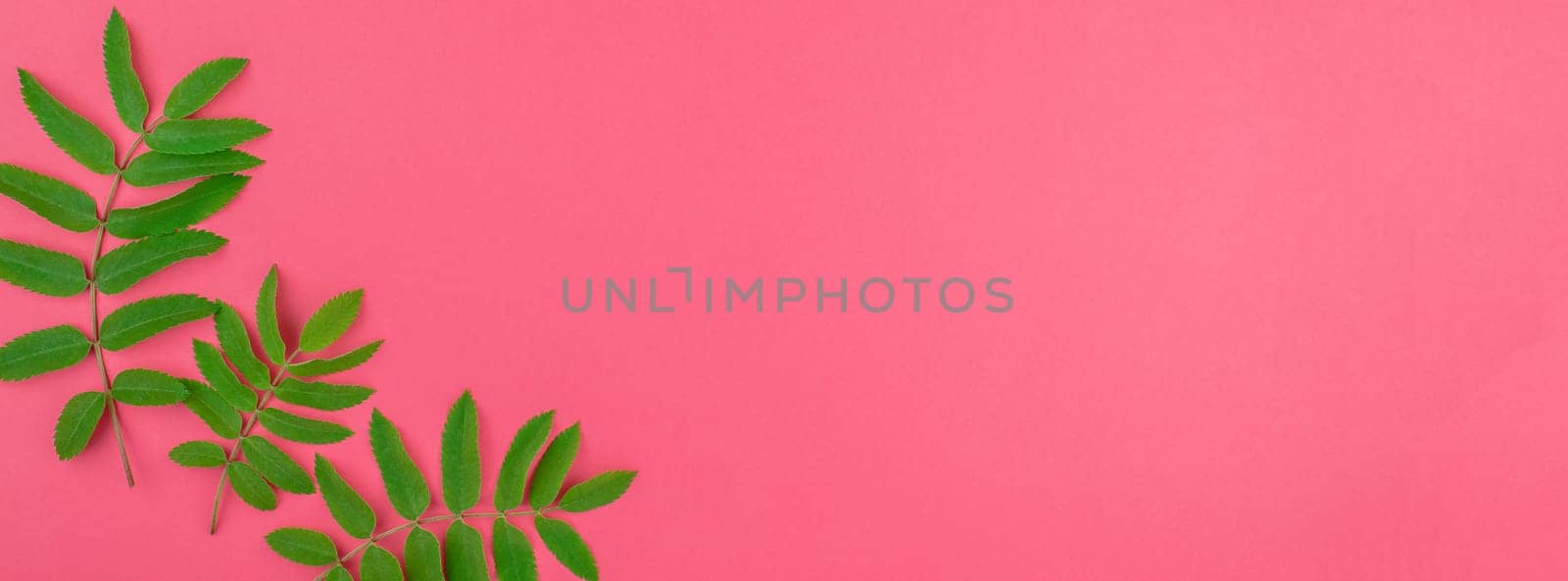 Creative flat lay top view pattern with fresh green rowan tree leaves on bright pink background with copy space in minimal duotone pop art style, frame template for text. Long wide banner