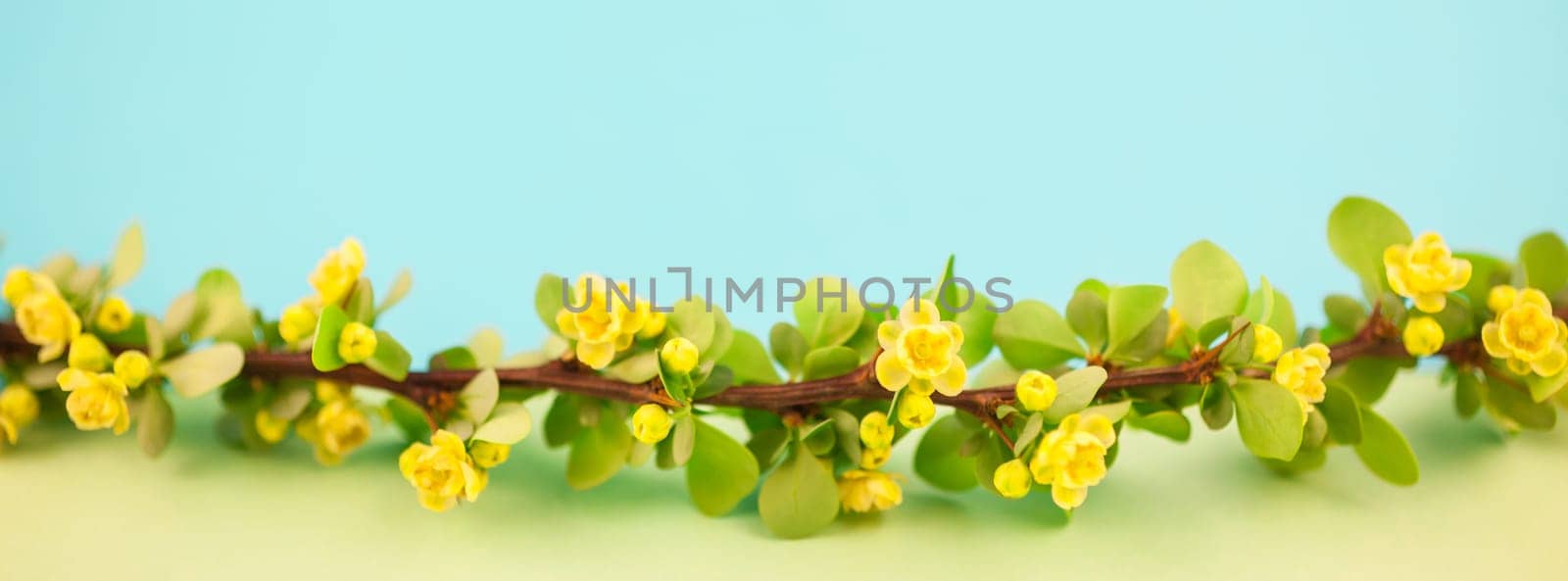 Spring blossoming barberry branch with green leaves, barbs and yellow flowers on pastel color paper background with copy space in minimal style, long wide banner