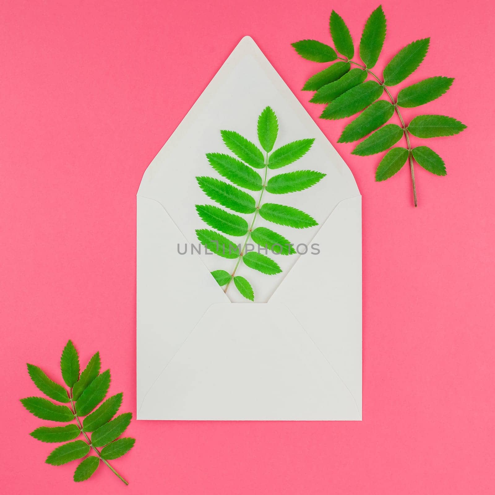 Creative flat lay top view white letter mock up with fresh green rowan tree leaves on bright pink square background with copy space in minimal duotone pop art style, template for text