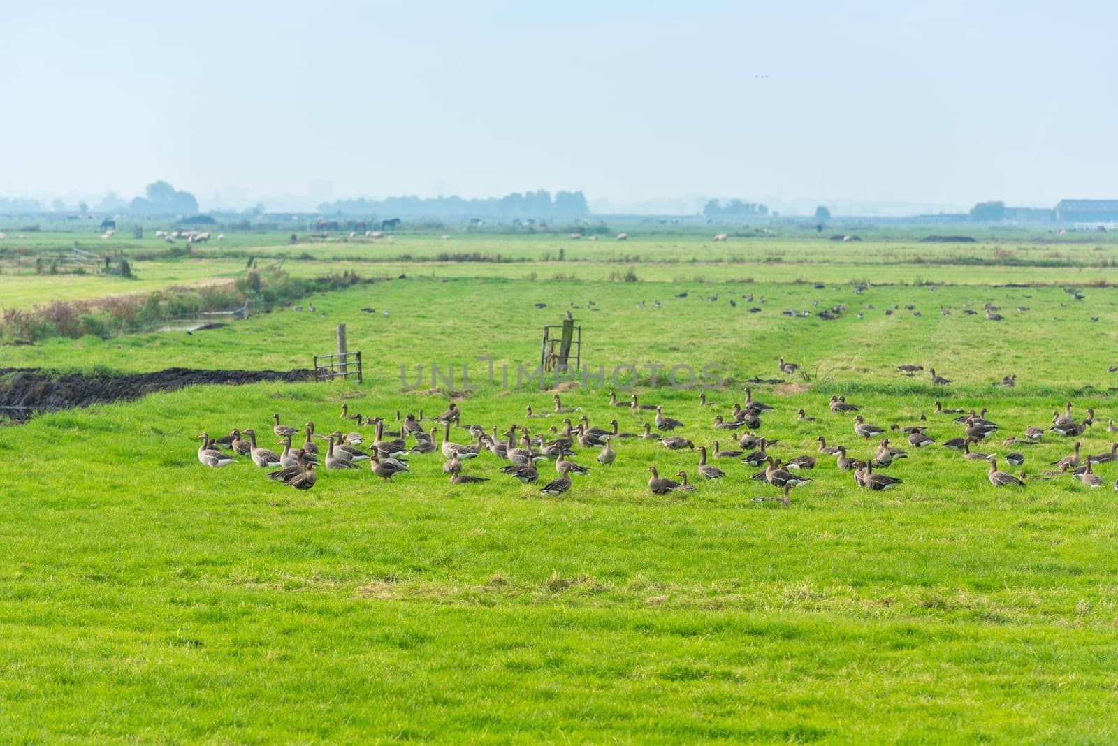 Lots of wild geese searching food on the meadow in Netherlands