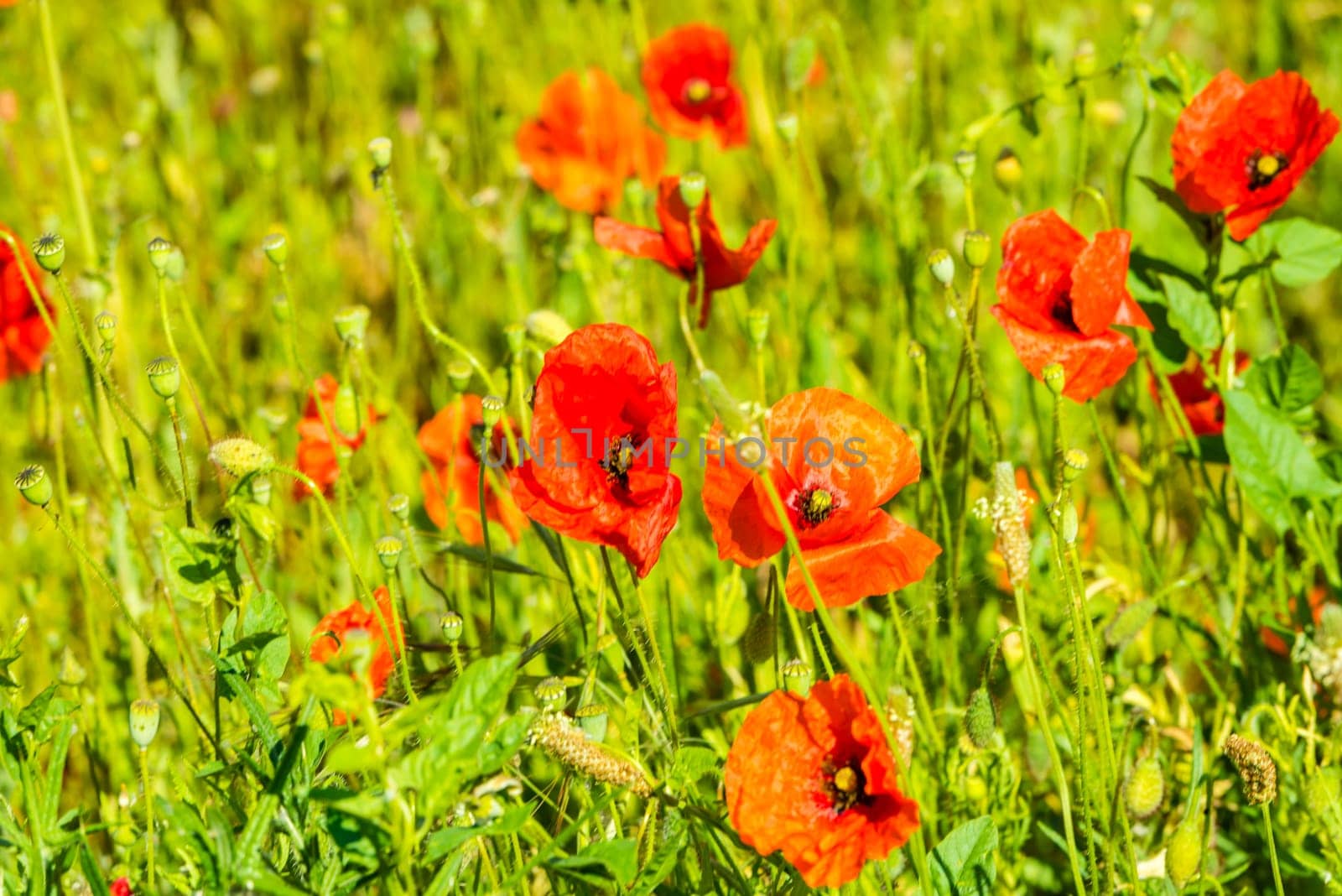 Red poppies in a summer meadow on sunny day. Horizontal shot