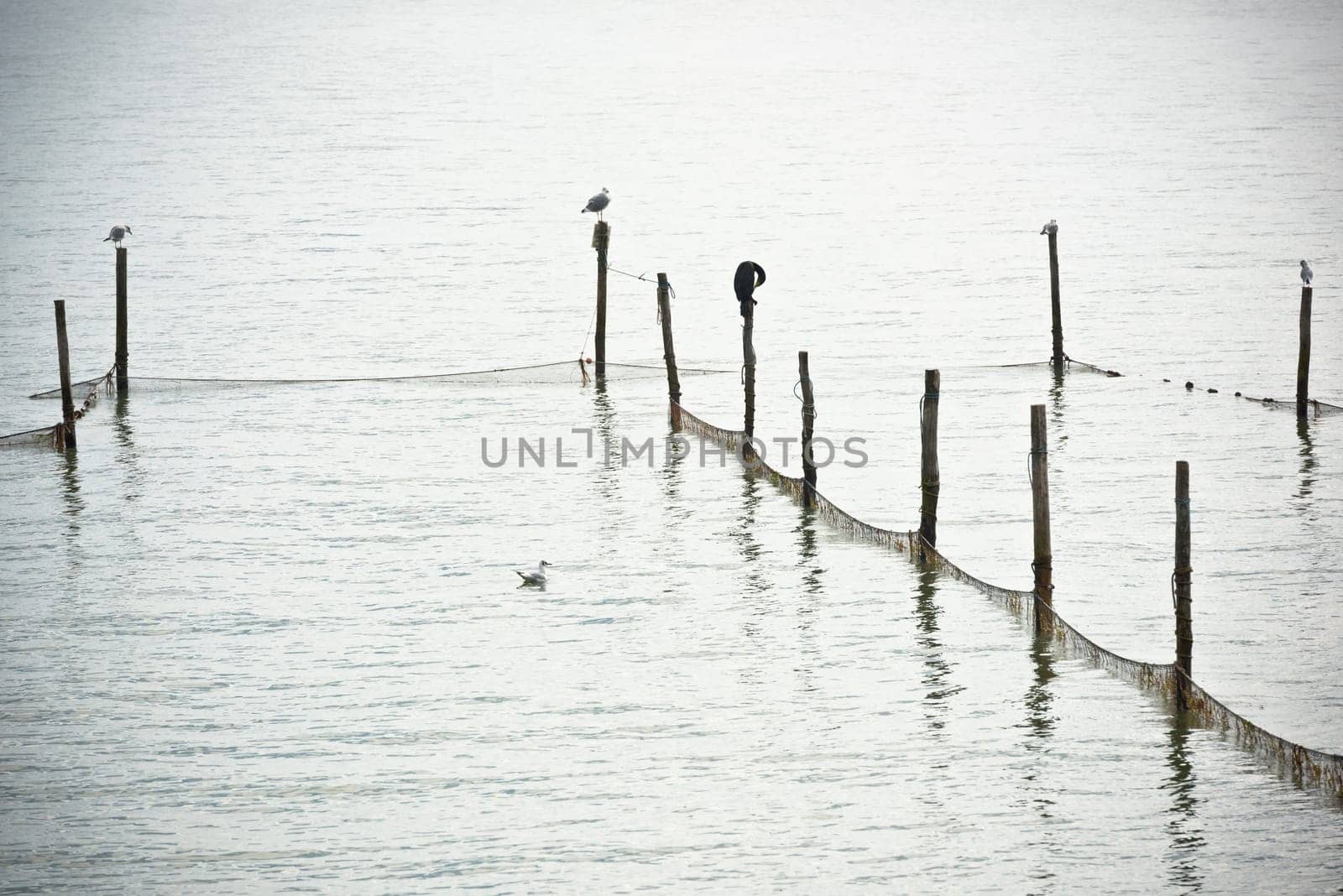 Northern Sea landscape: still water and birds on wooden posts