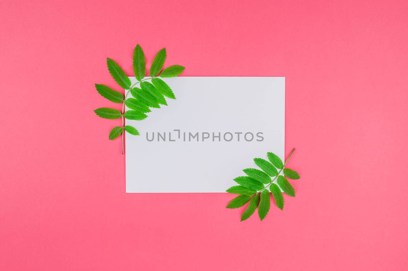 Creative flat lay top view white letter mock up with fresh green rowan tree leaves on bright pink background with copy space in minimal duotone pop art style, template for text