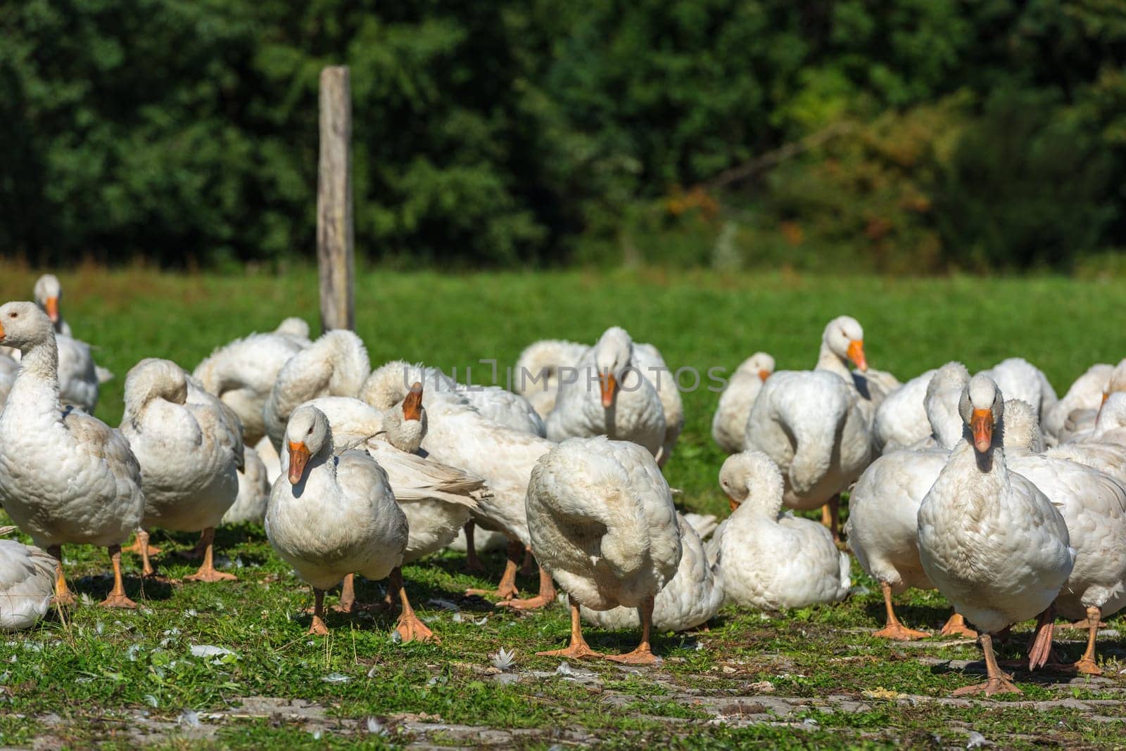 Geese gaggle grazing on green grass on farm