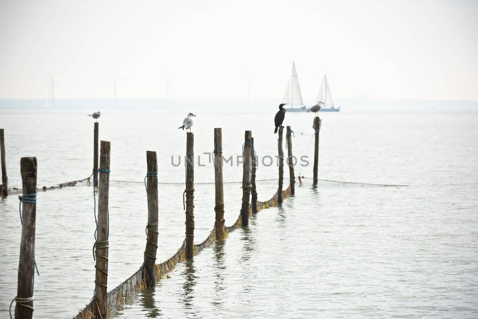 Northern Sea landscape: still water and birds on wooden posts