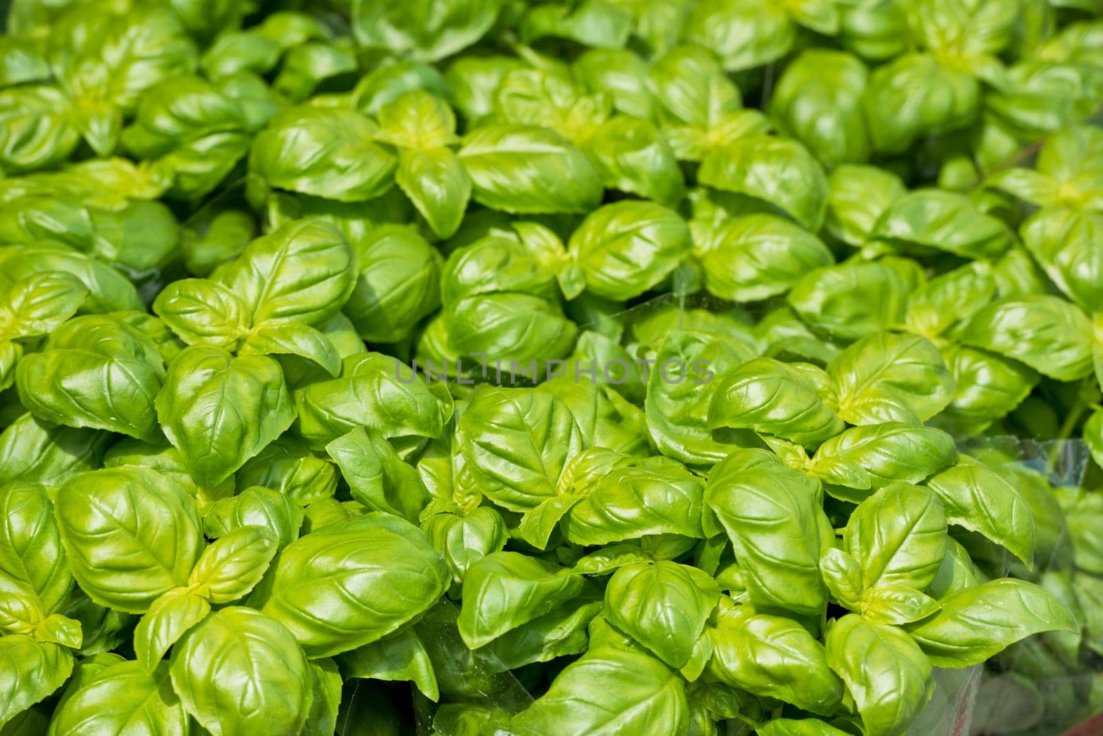 Homegrown green basil pots at the farm market