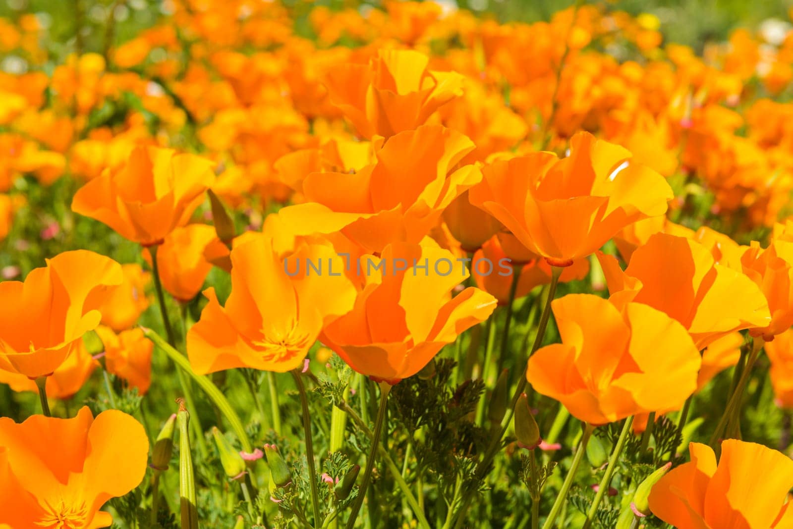 Orange poppies in a summer meadow on sunny day. Horizontal shot