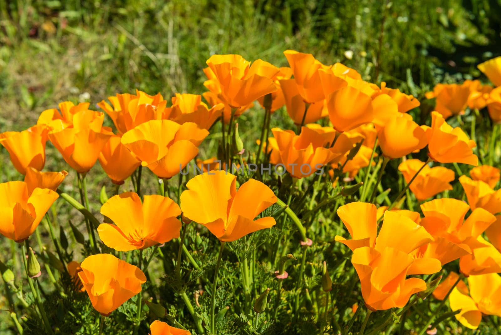 Orange poppies in a summer meadow on sunny day. Horizontal shot