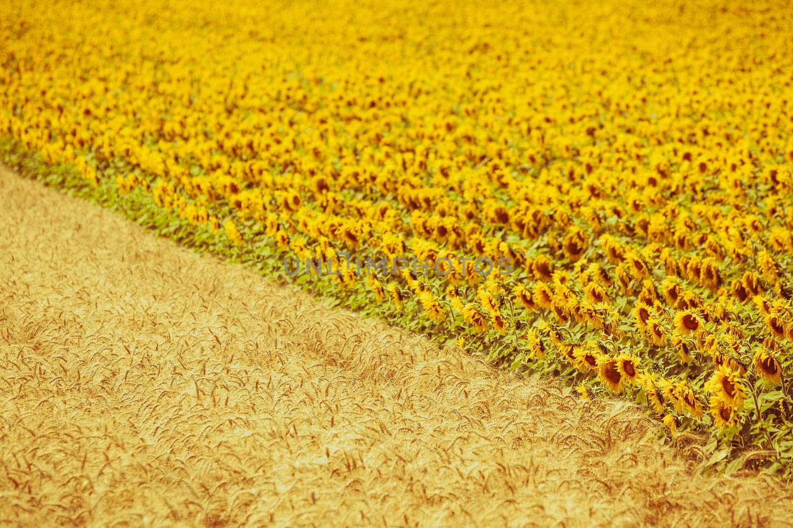 Cereal and Sunflowers Fields view. Filtered shot with a selective focus