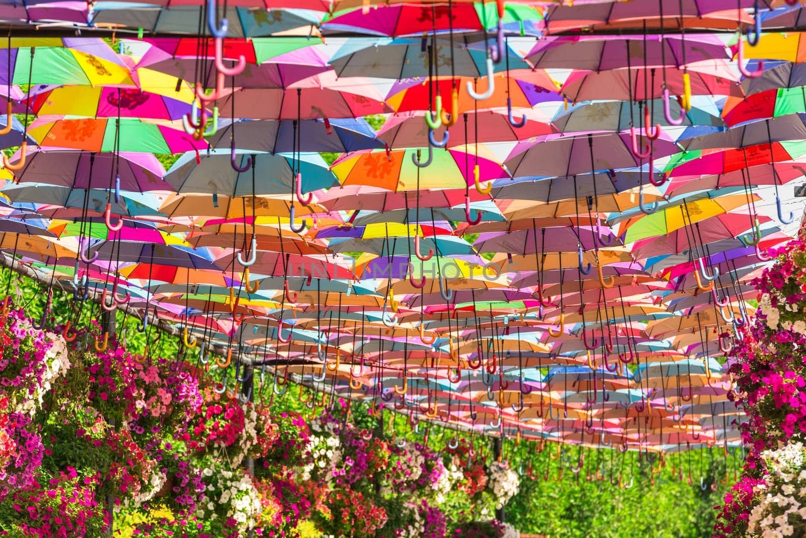 UAE, DUBAI - DECEMBER 30: multicolor umbrellas roof in Dubai miracle garden on December 30, 2014