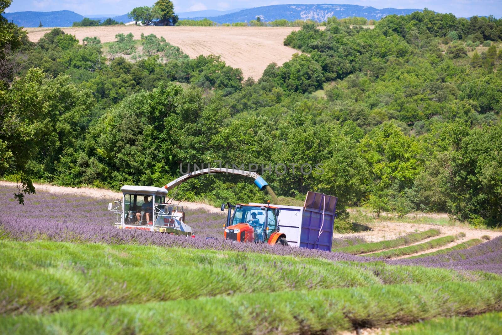 FRANCE, VALENSOLE - AUGUST 03: Harvesting of a lavender field in Southern Provence, France on August 03, 2014