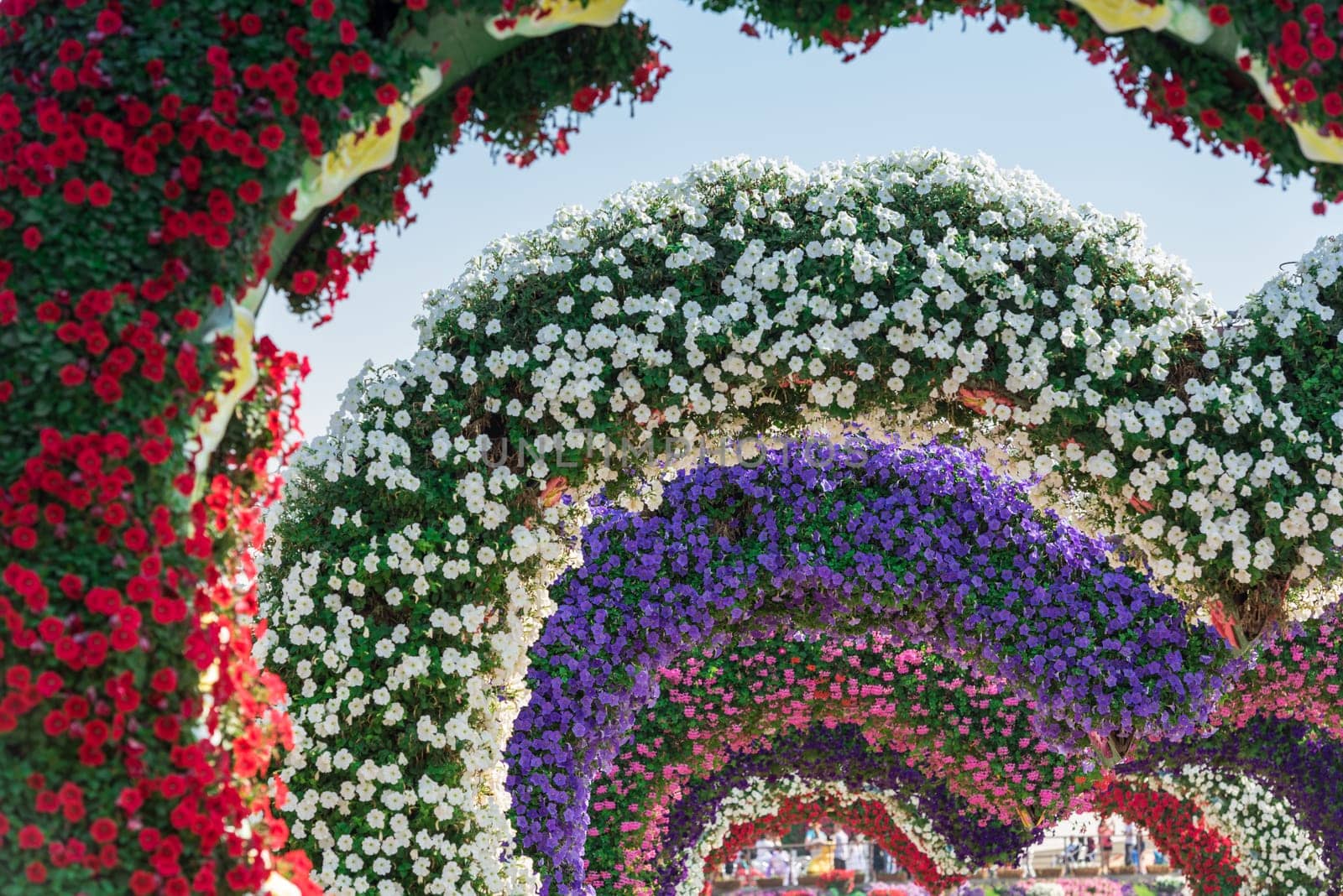 UAE, DUBAI - DECEMBER 30: dubai miracle garden with over million flowers on a sunny day December 30, 2014