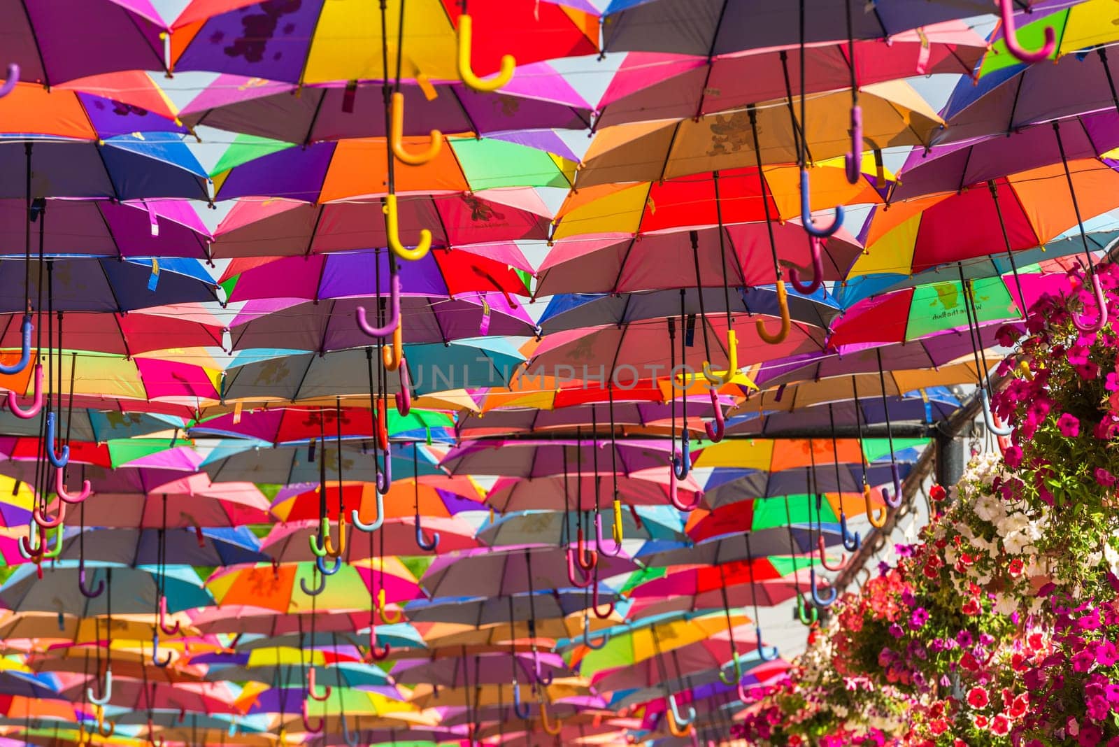 UAE, DUBAI - DECEMBER 30: multicolor umbrellas roof in Dubai miracle garden on December 30, 2014
