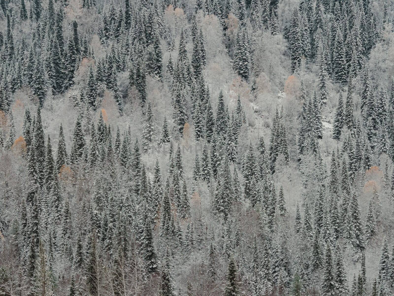 Winter landscape of Fir Tree Forest in Mountains. Christmas Landscape Background. Change of seasons from autumn to winter in Europe Mountains. Rich Forest with various green trees