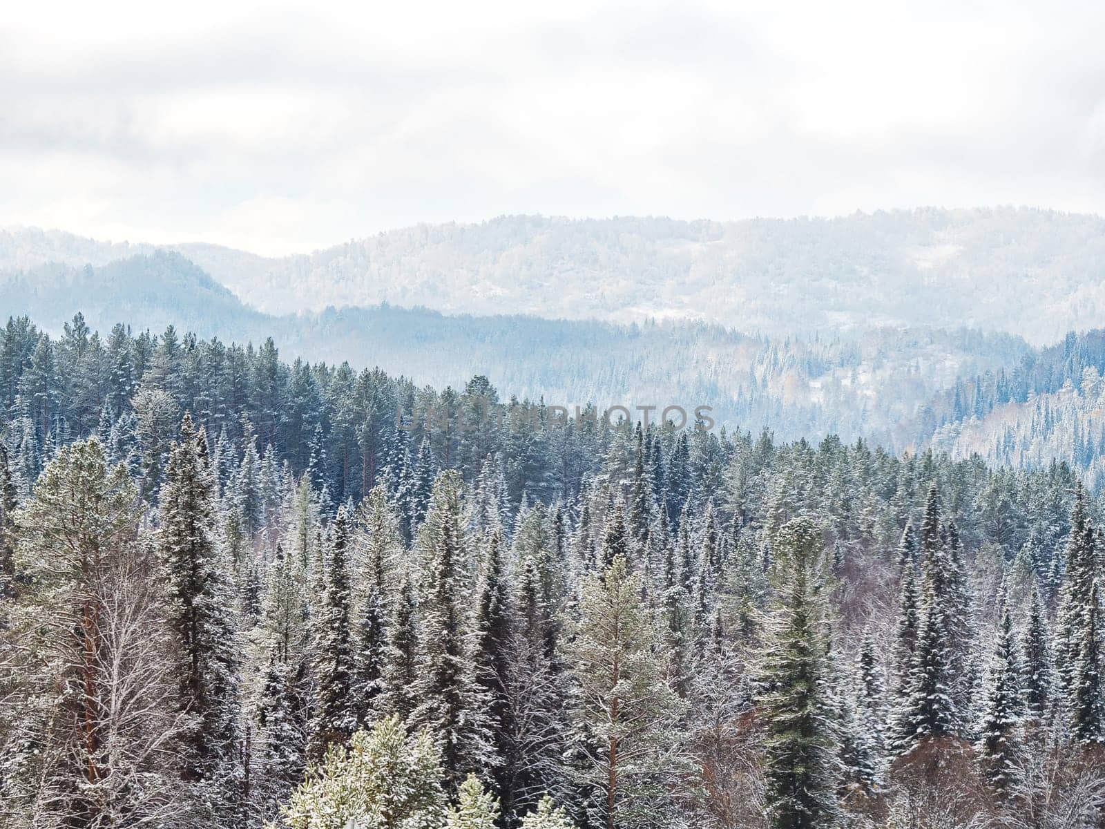 Winter landscape of Fir Tree Forest in Mountains. Christmas Landscape Background. Change of seasons from autumn to winter in Europe Mountains. Rich Forest with various green trees