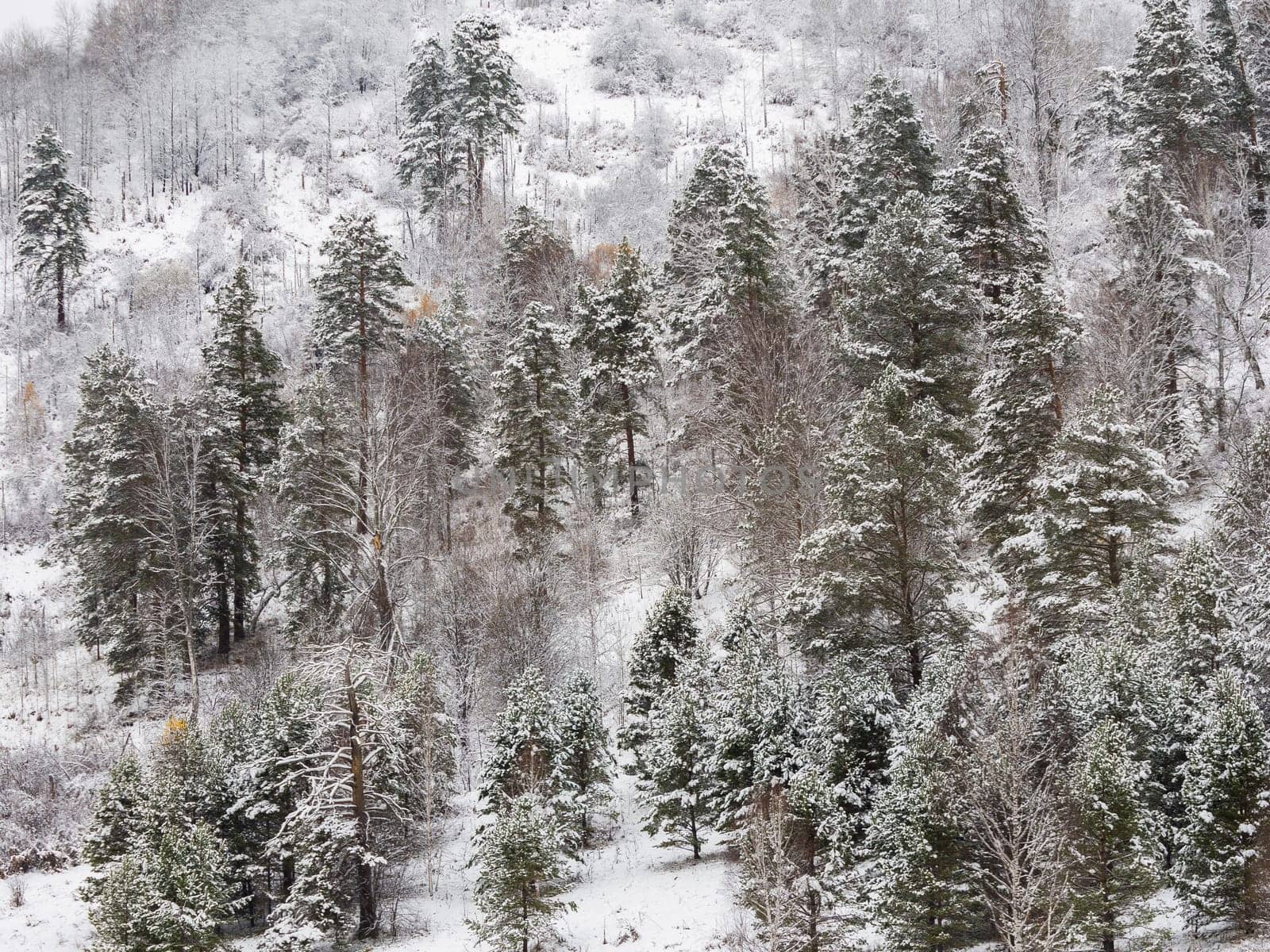 Winter landscape of Fir Tree Forest in Mountains. Christmas Landscape Background. Change of seasons from autumn to winter in Europe Mountains. Rich Forest with various green trees