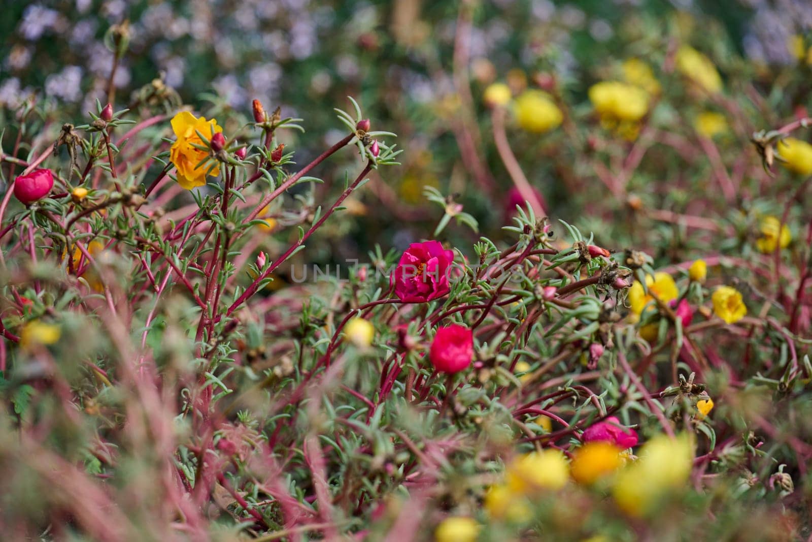 Annual succulent plant with colorful flowers on a summer day in the garden. Portulaca grandiflora