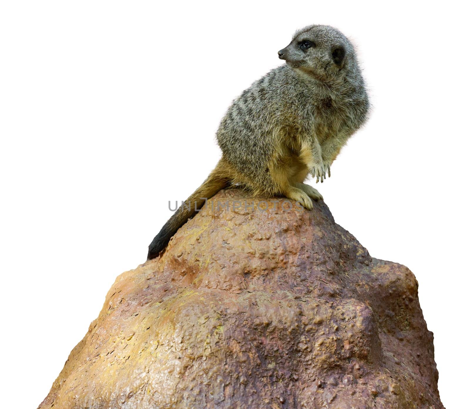 Adult meerkat sitting on rock looking away on isolated background