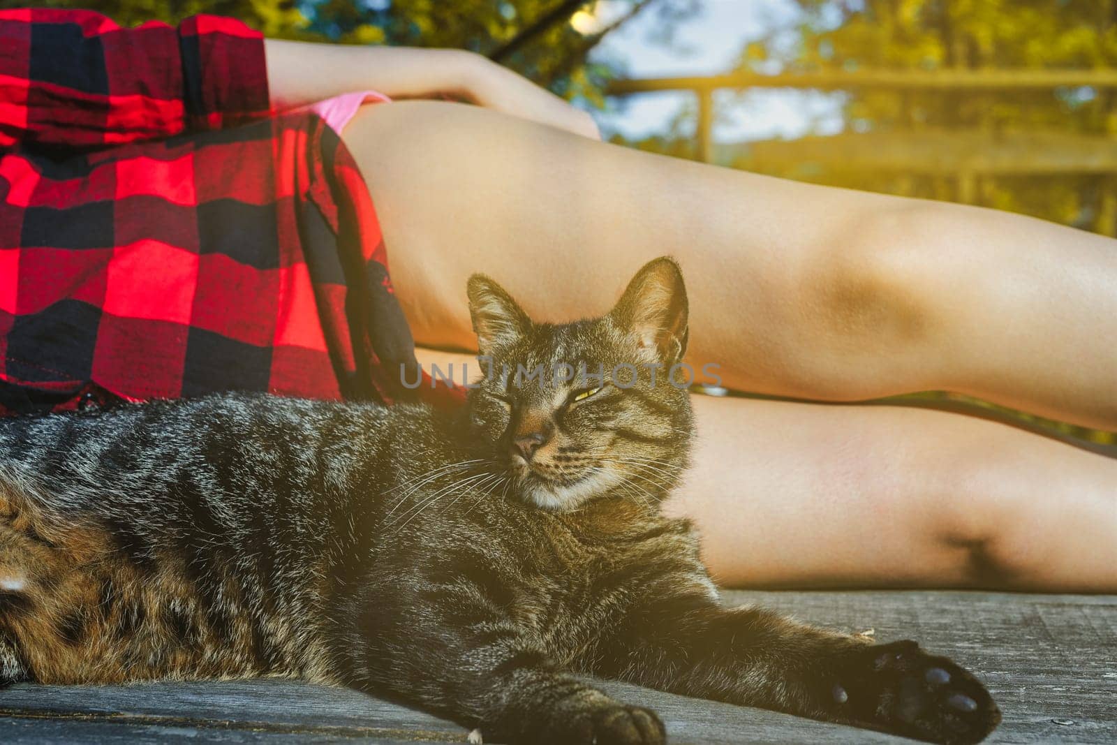 European shorthair tabby cat lying on wooden planks near a woman wearing a red and black lumberjack shirt enjoying summer holidays