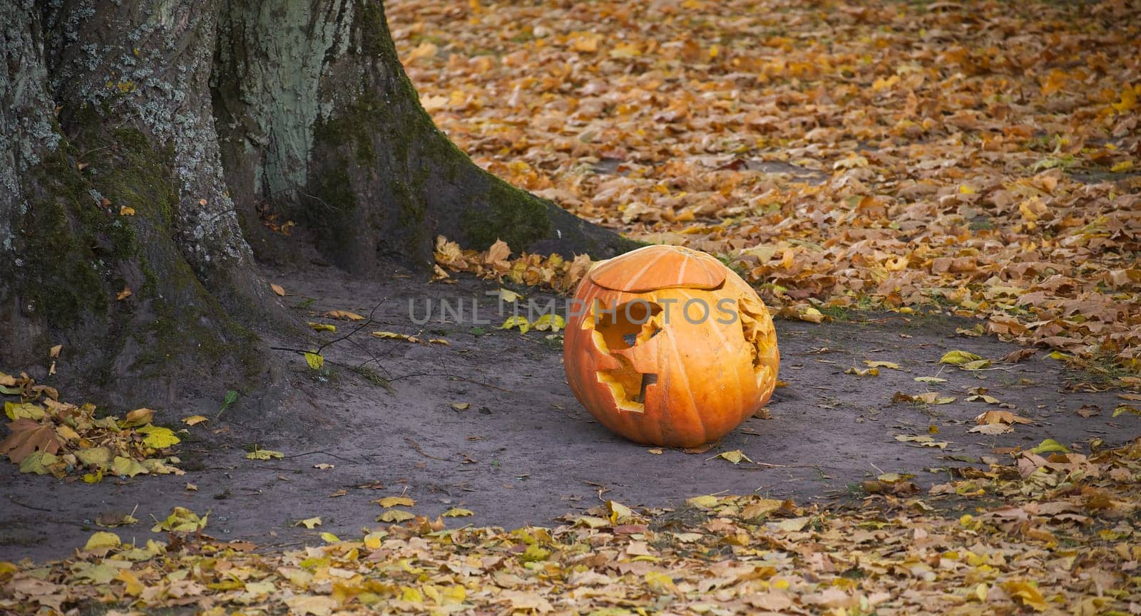 Carved pumpkin resting beneath tree surrounded by fallen autumn leaves in a peaceful forest setting, symbolizing the transition from Halloween to the quieter moments of fall, depicting seasonal change